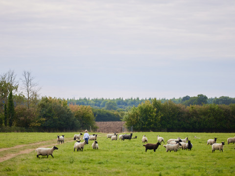 En grøn mark med får, en person blandt dem, og træer i baggrunden ved BoerenBed New Barn Farm i England.