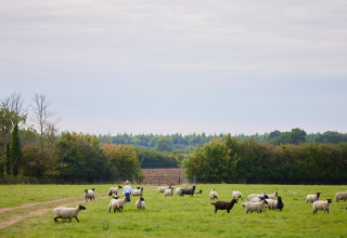 Prado verde con ovejas pastando y una persona entre ellas en BoerenBed New Barn Farm, este de Inglaterra.