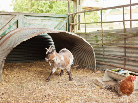 Una cabra junto a un refugio con una gallina cerca en BoerenBed New Barn Farm, East of England, Reino Unido.