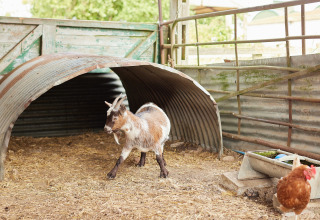 En ged står foran et skur med en høne i forgrunden på BoerenBed New Barn Farm, East of England, Storbritannien.