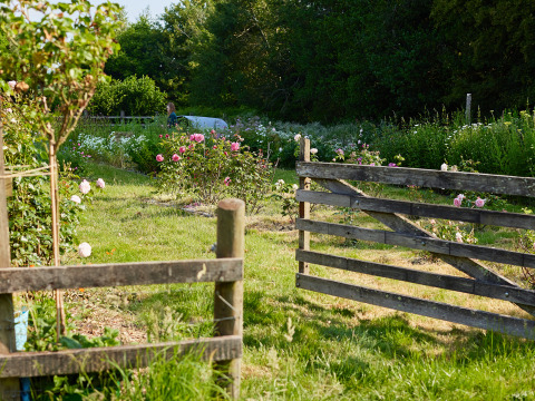 Un cancello di legno aperto porta a un rigoglioso giardino di rose a BoerenBed Manor Farm nel sud-est dell'Inghilterra.