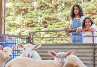 Two children stand by a fence at BoerenBed Manor Farm holiday park, with sheep in the foreground.