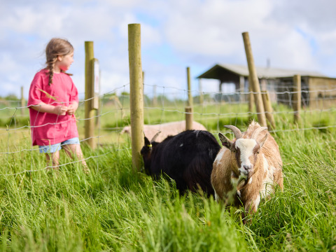 Ein Kind im pinken T-Shirt beobachtet Ziegen auf einer grünen Wiese bei BoerenBed Treganhoe Farm in Südwestengland.