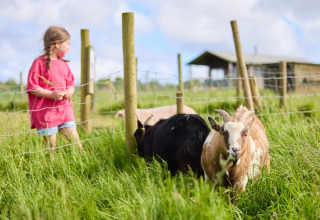 Una bambina con maglietta rosa osserva delle capre che pascolano nel prato a BoerenBed Treganhoe Farm nel sud-ovest dell’Inghilterra.