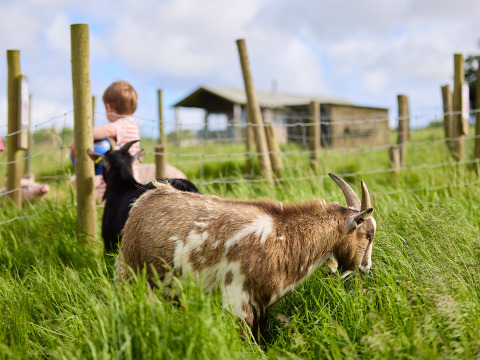 Una capra bruca in un prato vicino a un recinto, con un bambino e altri animali visibili alla fattoria.