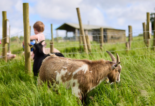 Une chèvre broute dans l’herbe près d’une clôture, un enfant et d’autres animaux en arrière-plan à la ferme.
