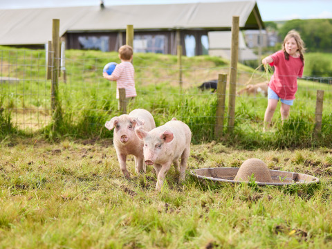 Dos cerditos juegan en un campo con dos niños detrás en BoerenBed Treganhoe Farm, suroeste de Inglaterra.