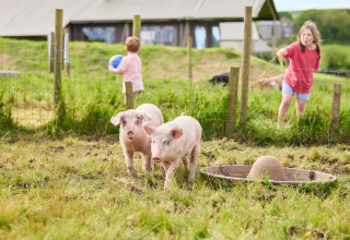 Due maialini giocano in un campo con due bambini sullo sfondo a BoerenBed Treganhoe Farm nel sud-ovest inglese.
