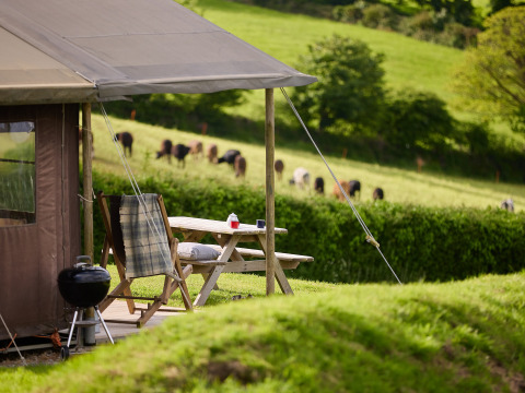 Afslappet teltcamping med havebord og grill, udsigt over marker og græssende køer på Treganhoe Farm i England.