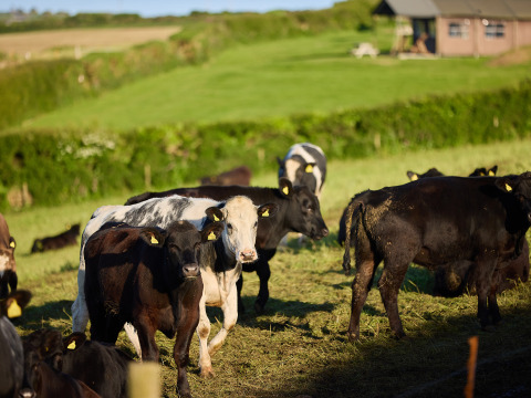 Kühe auf der Weide bei BoerenBed Treganhoe Farm, einem Ferienpark in Südwestengland, Großbritannien.