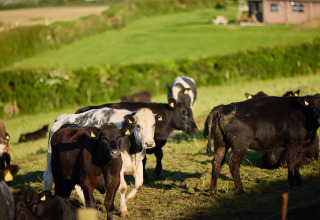 Vacas pastando en BoerenBed Treganhoe Farm, un parque vacacional en el suroeste de Inglaterra, Reino Unido.