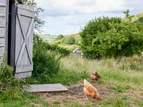 To høns græsser nær et træ og en trælade på en grøn mark ved BoerenBed Pant y March Farm i Wales.
