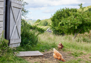 Zwei Hühner picken auf einer grünen Wiese bei einem Holzschuppen auf dem BoerenBed Pant y March Farm.