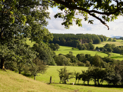Uitzicht op groene velden en bossen bij BoerenBed Pant y March Farm vakantiepark in Wales, Verenigd Koninkrijk.