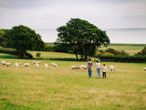 Trois personnes avec des moutons dans un pré à BoerenBed Lunsford Farm, vue sur mer en Angleterre du Sud-Est.