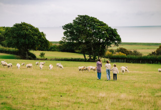 Drei Personen beobachten Schafe auf einer grünen Weide bei BoerenBed Lunsford Farm, Südostengland.