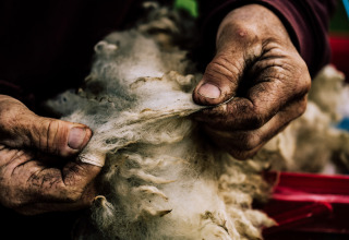 Primer plano de manos trabajadoras manipulando lana cruda en BoerenBed Lunsford Farm en el sureste de Inglaterra.
