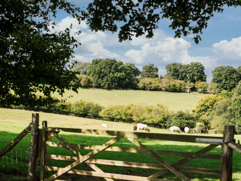 View of green fields with grazing sheep, trees, and a wooden gate at BoerenBed Sunninglye Farm, England.