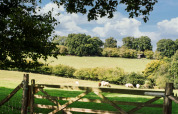 Udsigt over grønne marker med græssende får, træer og en trælåge på BoerenBed Sunninglye Farm, England.