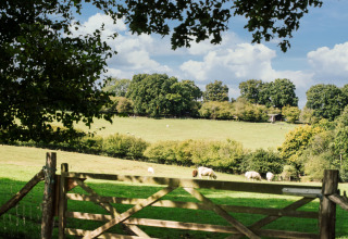 Vista de praderas verdes con ovejas pastando, árboles y una verja de madera en BoerenBed Sunninglye Farm, Inglaterra.