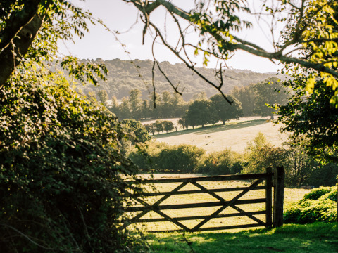 View of a green field with trees and a wooden gate at BoerenBed Sunninglye Farm, East of England, UK.