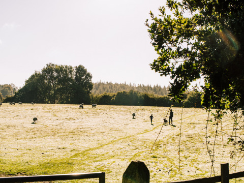 Menschen und Schafe auf einer sonnigen Wiese in BoerenBed Sunninglye Farm, Ferienpark in Ostengland.