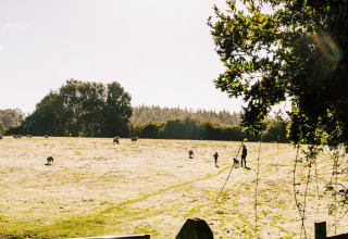 Menschen und Schafe auf einer sonnigen Wiese in BoerenBed Sunninglye Farm, Ferienpark in Ostengland.