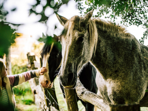 En pige rækker ud for at klappe en hest ved et hegn på BoerenBed Sunninglye Farm i det østlige England.
