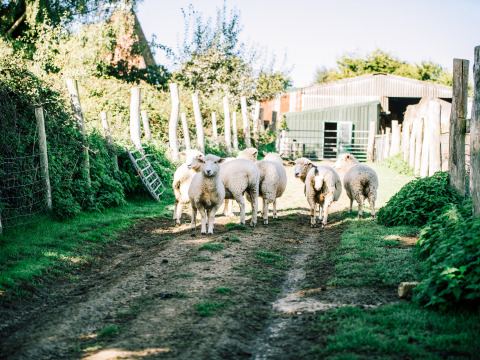 Eine Herde Schafe steht auf einem matschigen Weg bei BoerenBed Sunninglye Farm, einer Ferienanlage in Ostengland.