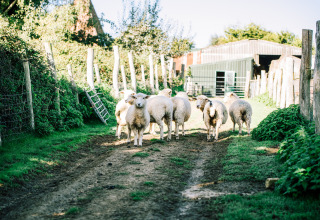 Eine Herde Schafe steht auf einem matschigen Weg bei BoerenBed Sunninglye Farm, einer Ferienanlage in Ostengland.