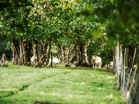 Et får står mellem træer og græs ved BoerenBed Sunninglye Farm feriepark i det østlige England, Storbritannien.