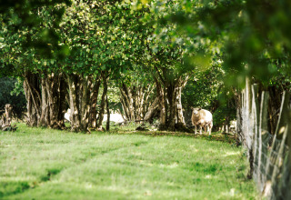 Et får står mellem træer og græs ved BoerenBed Sunninglye Farm feriepark i det østlige England, Storbritannien.
