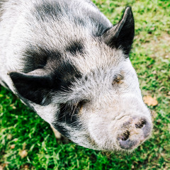 Sort og hvid plettet gris på græsset ved BoerenBed Sunninglye Farm, en feriepark i East of England.