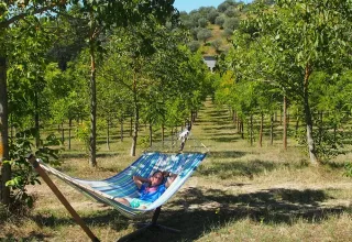 Ragazzo rilassato su un’amaca tra file di alberi, giornata di sole, esperienza in tenda safari.