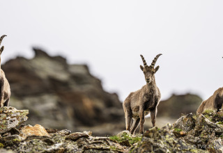 Drei Steinböcke stehen auf Felsen im Austriaparks Camping Arlberg in Tirol, Österreich, mit Bergen dahinter.