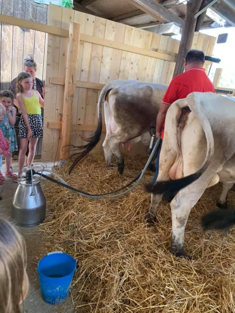 Bambini e adulti osservano la mungitura meccanica delle mucche ad Agricampeggio Tasteria, Marche, Italia.