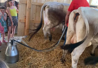 Niños y adultos observan el ordeño mecánico de vacas en Agricampeggio Tasteria, en Marche, Italia.
