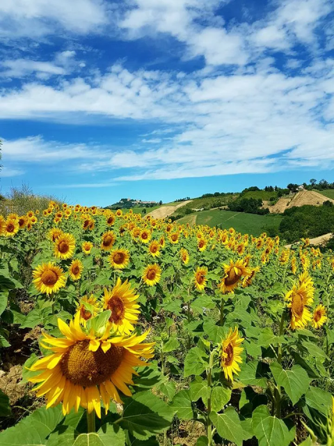 Zonnig zonnebloemenveld bij Agricampeggio Tasteria in Marche, Italië, met blauwe lucht en groene heuvels.