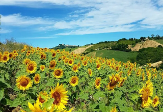 Zonnig zonnebloemenveld bij Agricampeggio Tasteria in Marche, Italië, met blauwe lucht en groene heuvels.