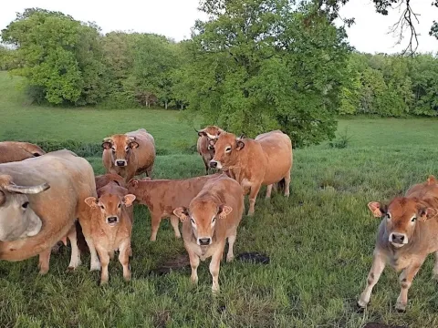 Vacas pastando en un prado verde con árboles en 
