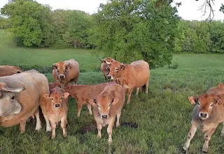 Mucche al pascolo su un prato verde con alberi al parco vacanze «Les Savonniers» in Occitania, Francia.