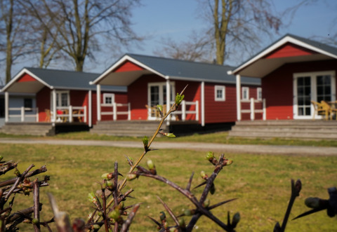 Chalet di lusso rossi al Campeggio Mareveld nei Paesi Bassi con germogli primaverili in primo piano.