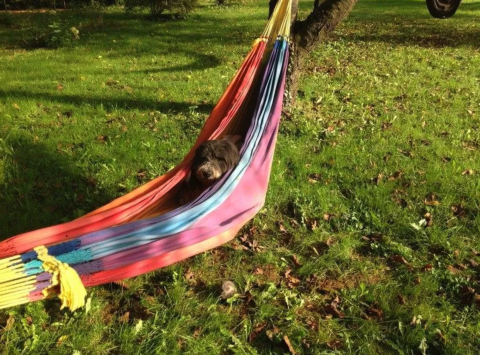 Hund slapper af i en farverig hængekøje på græsset ved Safaritent på Camping Moulin de Chaules i Frankrig.