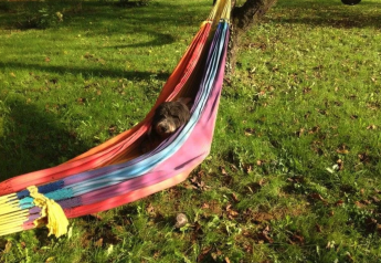A dog relaxing in a colorful hammock on the grass by the Safaritent at Camping Moulin de Chaules in France.