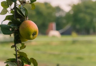 Nahaufnahme von Äpfeln an einem Baum im Landrijk de Reesprong Ferienpark in Overijssel, Niederlande.