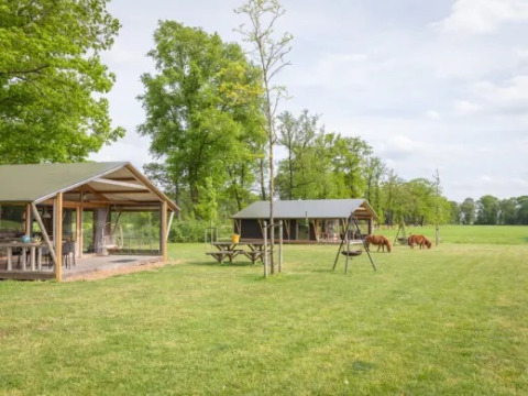 Landrijk de Reesprong, villaggio vacanze in Overijssel, Paesi Bassi, con lodge, altalene e pony al pascolo.