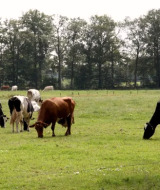 Weidende Kühe auf einer grünen Wiese bei Landrijk «de Reesprong» im Ferienpark Overijssel, Niederlande.