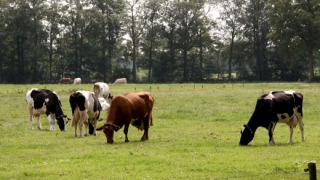 Vaches broutant dans un pré verdoyant à Landrijk «de Reesprong», village vacances en Overijssel, Pays-Bas.