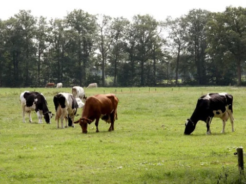 Mucche al pascolo in un prato verde a Landrijk «de Reesprong», parco vacanze in Overijssel, Paesi Bassi.