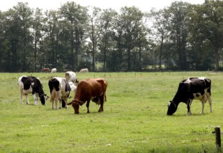 Mucche al pascolo in un prato verde a Landrijk «de Reesprong», parco vacanze in Overijssel, Paesi Bassi.